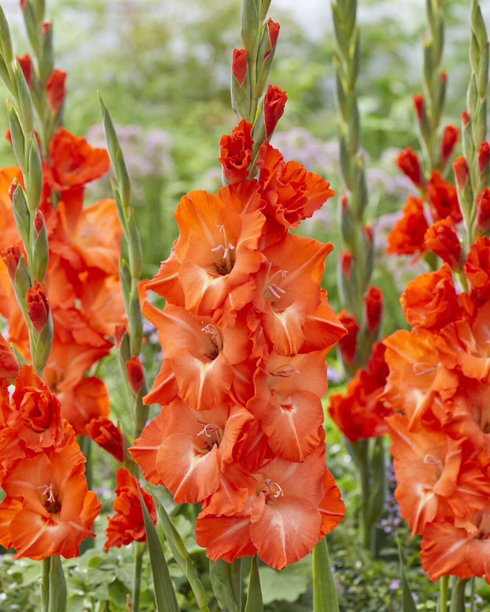 Gladiolus 'Stormy®'